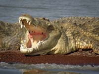 Crocodile in Lake Chamo / DF