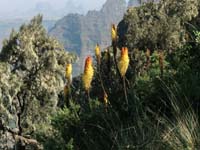Torch Lily, Simien Mountains / AR